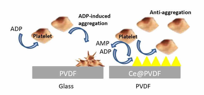 Scheme of UiO-66 (Ce) film to suppress platelet adhesion against the ADP inducement of platelet aggregation. - Creative Enzymes