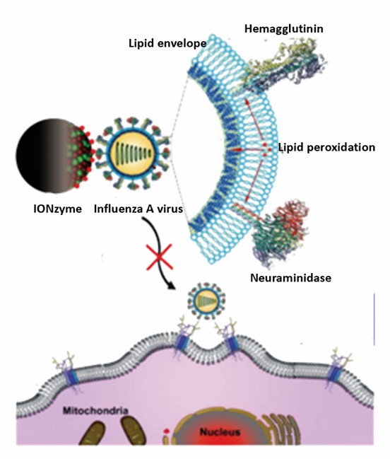 Nanozymes used in antiviral therapy. - Creative Enzymes