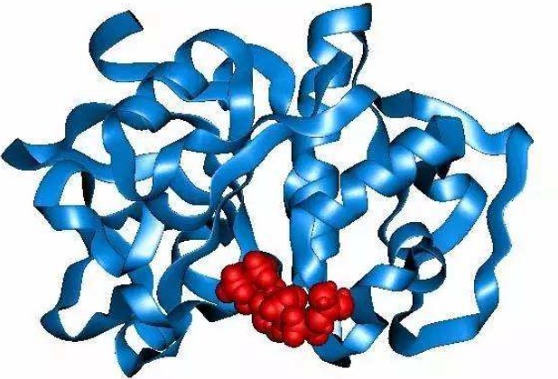 Protein structure of ApoApoperoxidase.