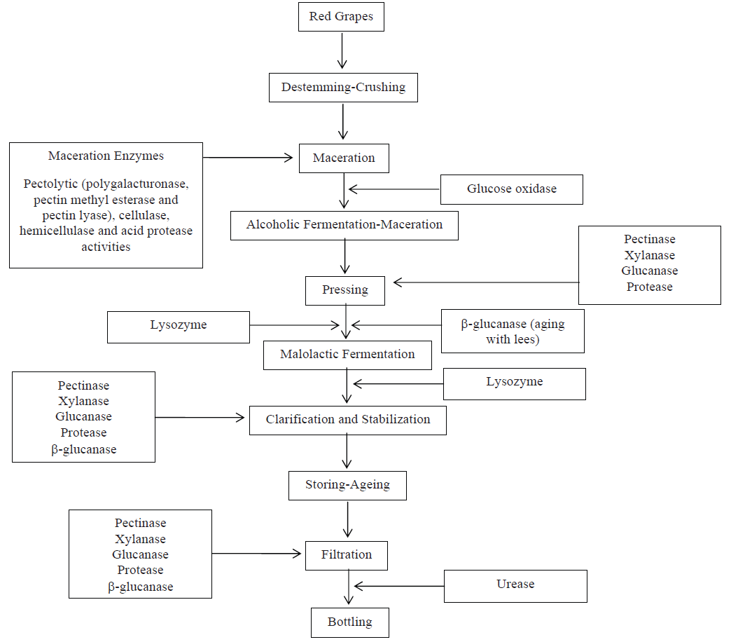 Application of Enzymes in Winemaking