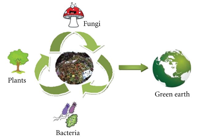 Application of Enzymes in bioremediation of solid wastes and soils