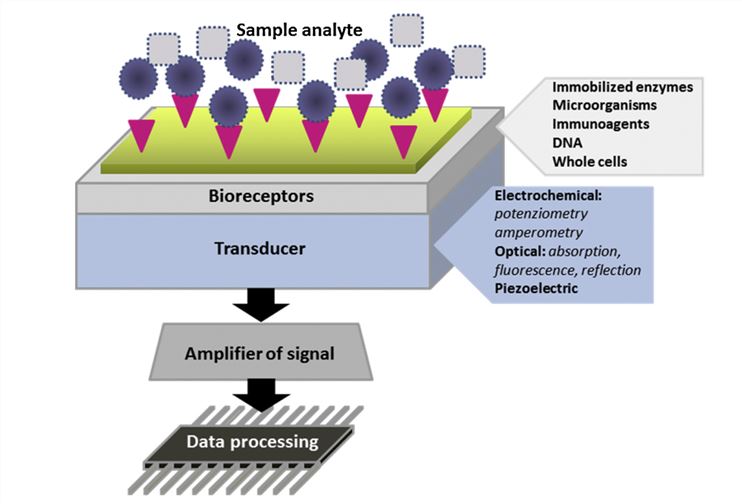 Application of Enzymes in Environmental Monitoring