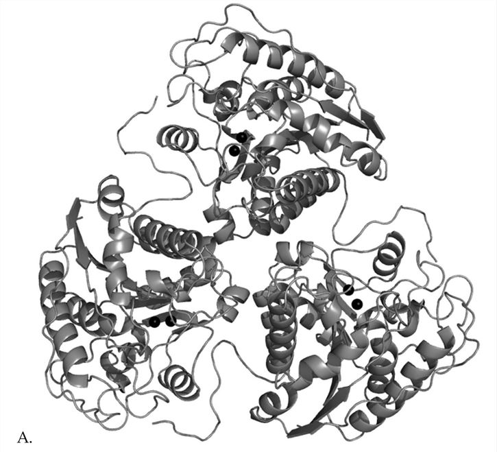 Structure of rat arginase trimer. 