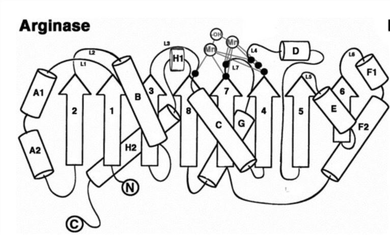 Secondary structure of arginase. 