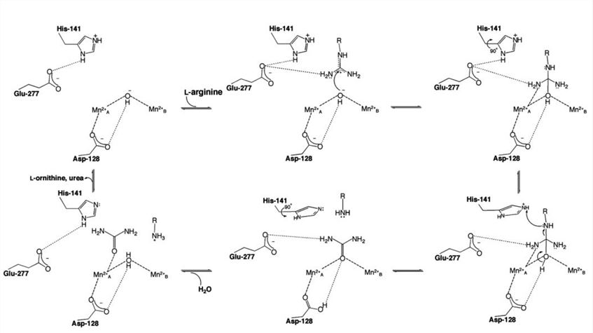 Mechanism of human arginase I. 