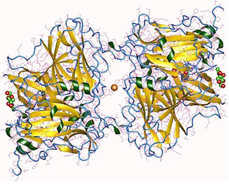 Ascorbate oxidases