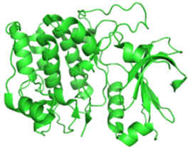 Atk (Protein kinase B)
