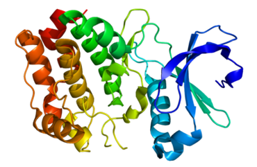 Protein structure of Aurora kinase A.