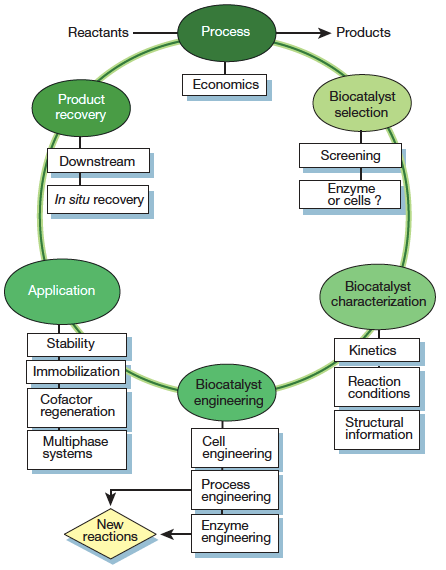 Biocatalysis Services Workflow by Creative Enzymes