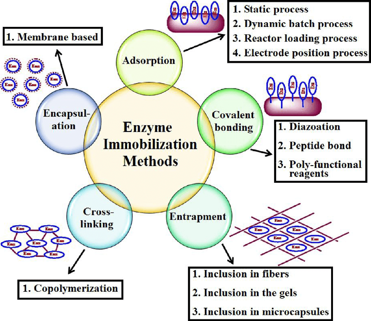 Basic methods and sub-methods of carrier-bound immobilization