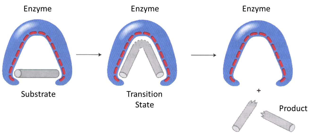 Enzyme catalytic mechanism of bond strain. The affinity of the enzyme to the transition state is greater than to the substrate.
