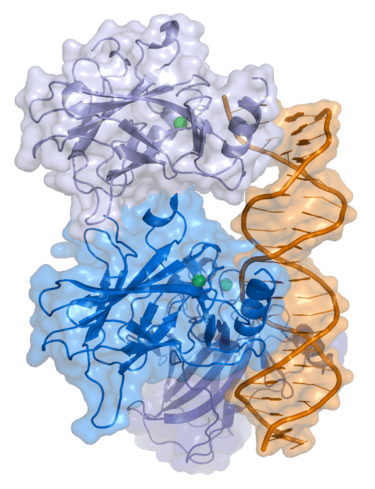Protein structure of p53.