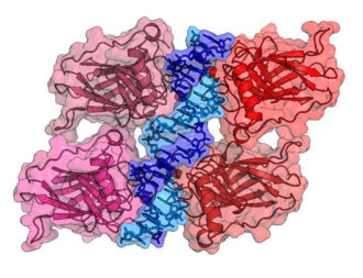 Crystal structure of four p53 DNA binding domains (as found in the bioactive homo-tetramer) and has seven domains.