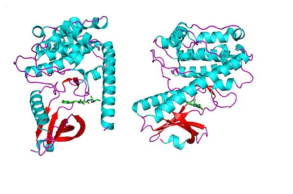 The structure of the kinase domain of CaMKII.