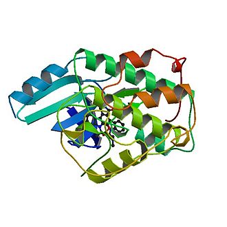 Protein structure of CDK1