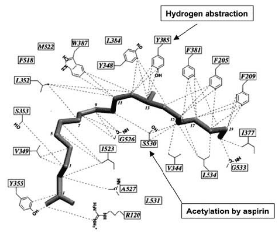 Amino acid residues in COX 1 that govern substrate positioning and catalysis 