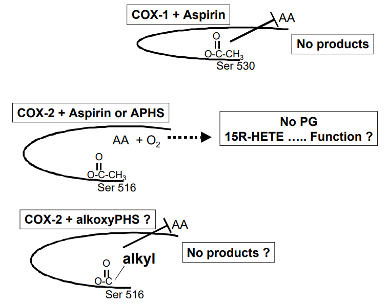 Effect of acetylation on substrate access to COX-1 and COX-2. Speculative  effect of acylation on COX-2