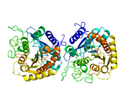 Structure of carboxypeptidases A.
