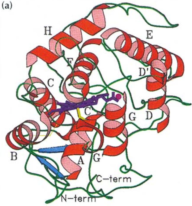 Structure of CPO.