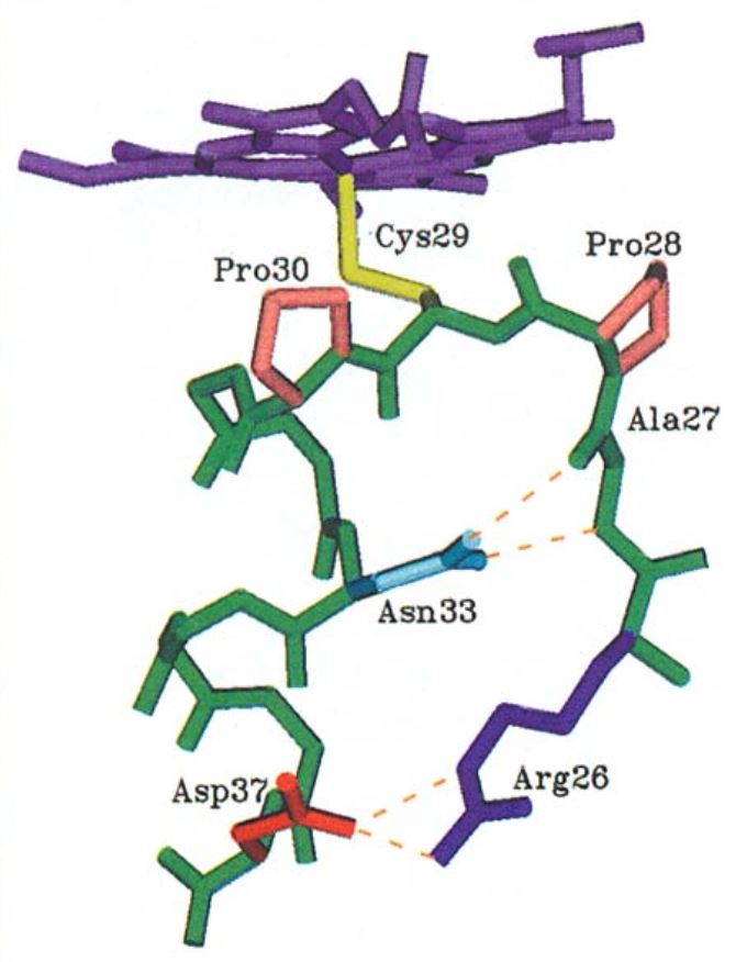 Stereo diagram showing the hydrogen-bonding interactions. 