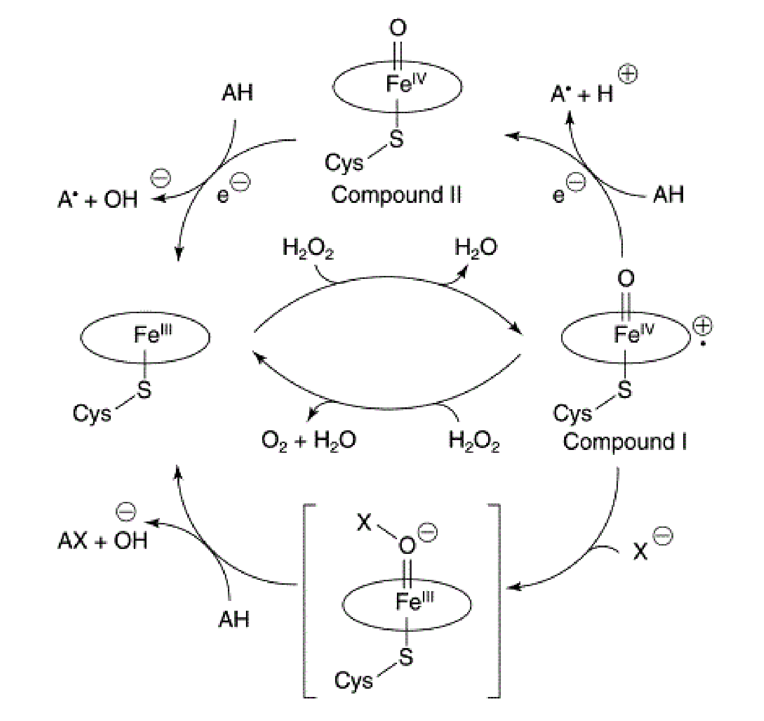 Mechanism of CPO-catalyzed reactions.