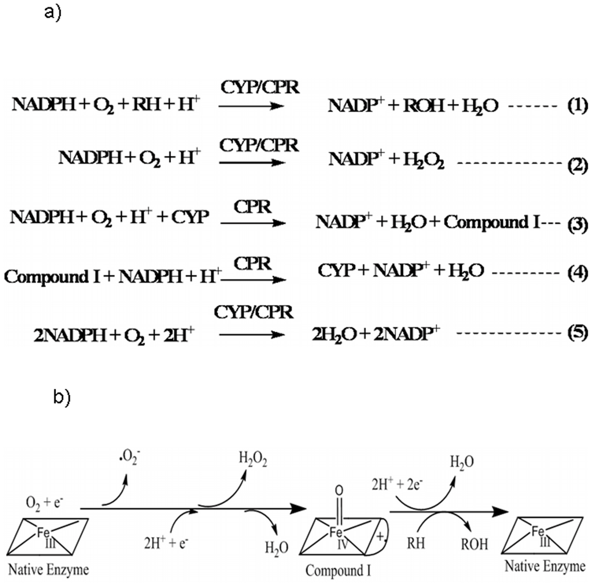 Erstwhile mechanism for DROS and water formation at  heme center