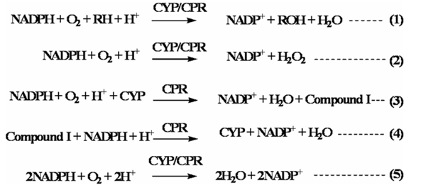 The reactions involved in CYP+CPR mixtures