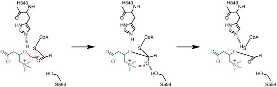 The Catalytic Mechanism of Carnitine Acyltransferases