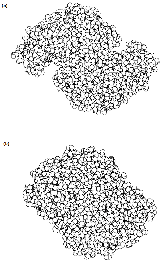 (a) Space-filling representation of the open form dimer of citrate synthase.  (b) Space-filling representation of both closed forms of the dimer. The point  of view is down the twofold axis 