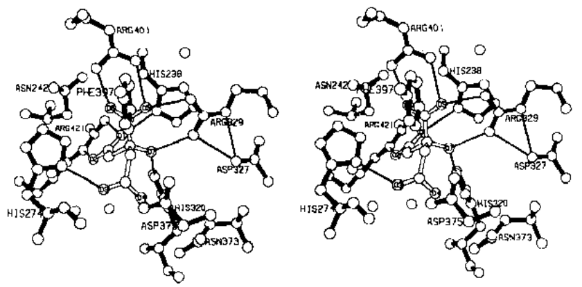 Stereo drawing of the citrate binding site in the monoclinic model 