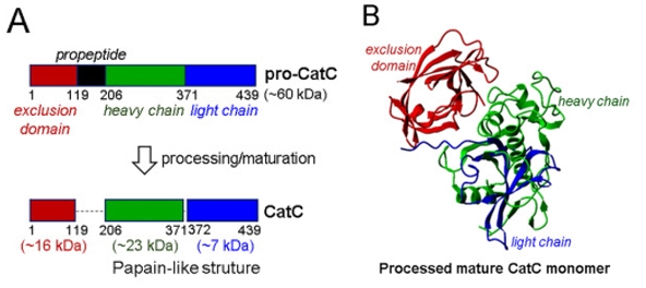 3D structure of processed CTSC monomer