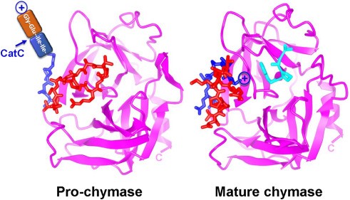 Activation of pro-chymase by CTSC