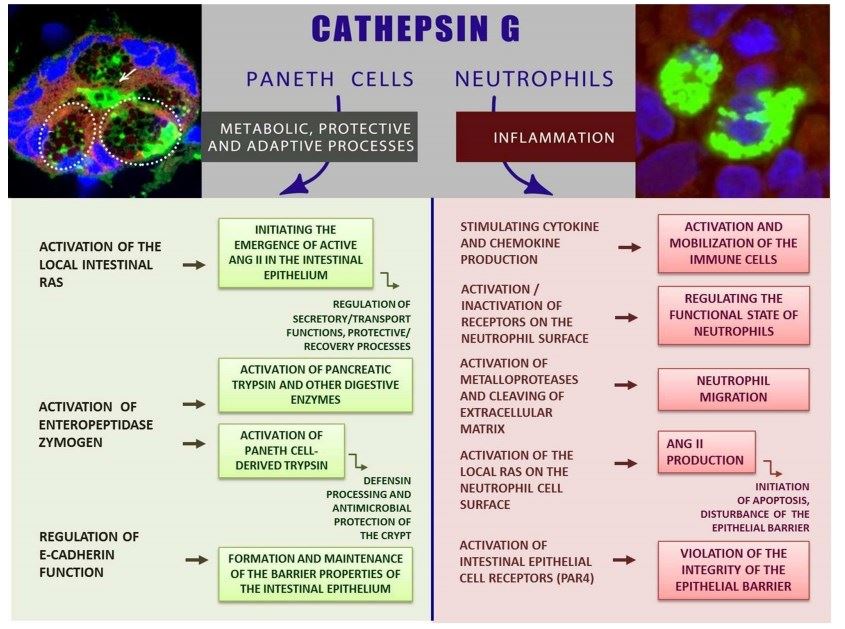  CathG-between norm and inflammation: the role of CathG in the intestinal mucosa