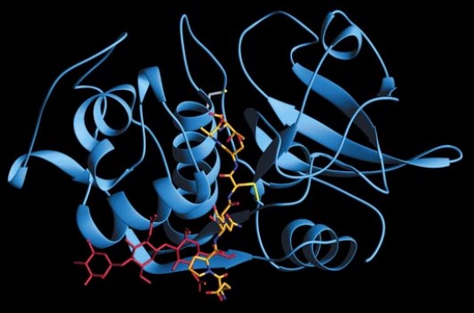 The  overall structure of cathepsin H 