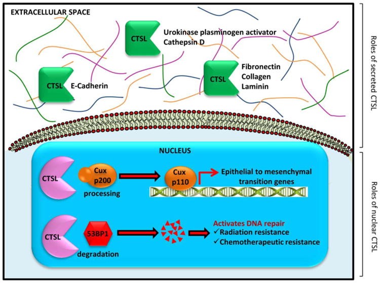 Distinct roles of secreted and nuclear CTSL