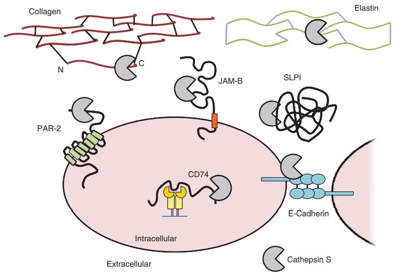 Substrates of cathepsin S