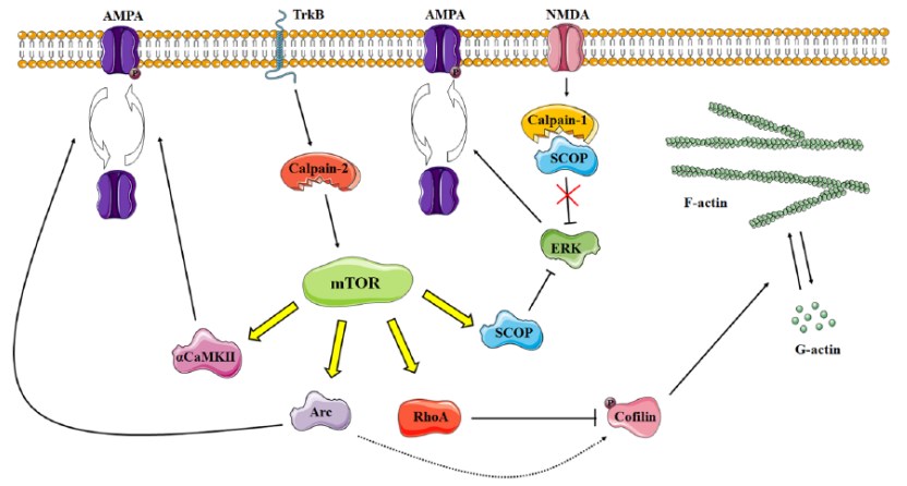 Schematic representation of the crosstalk between protein synthesis and cytoskeletal reorganization during synaptic plasticity