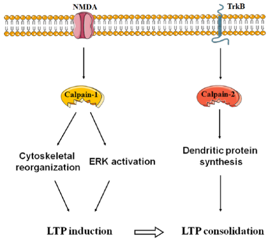 Schematic summary of the roles of calpain in synaptic plasticity 