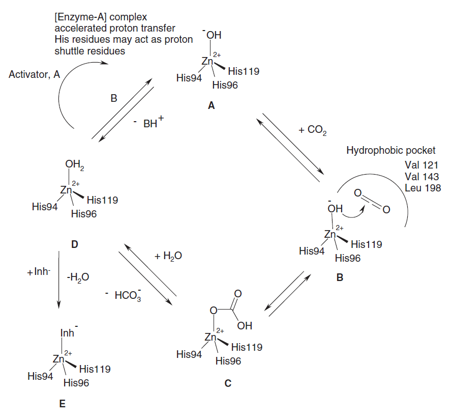 Carbonic Anhydrase