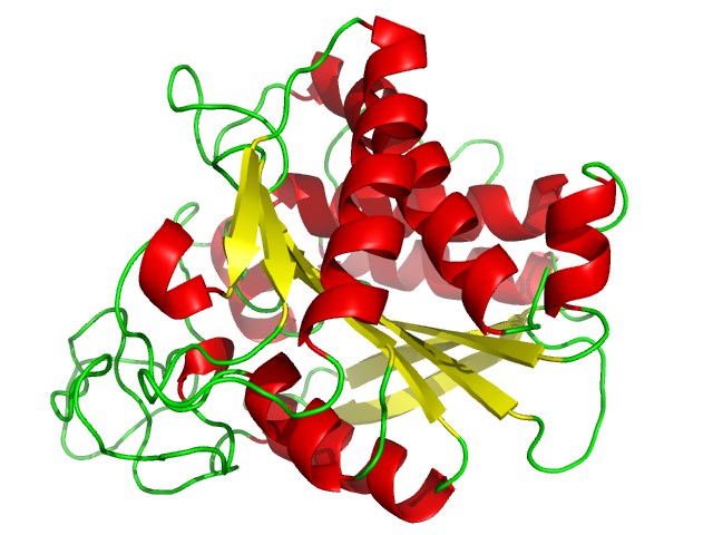Protein structure of Carboxypeptidases.