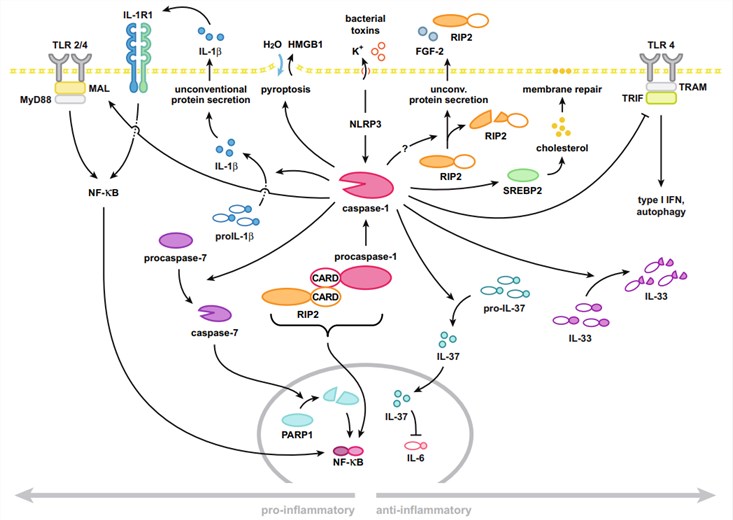 Pro- and anti-inflammatory functions of caspase-1