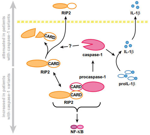 Defective caspase-1 provokes inflammation