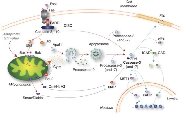 Intrinsic and extrinsic pathways of caspase activation in mammals