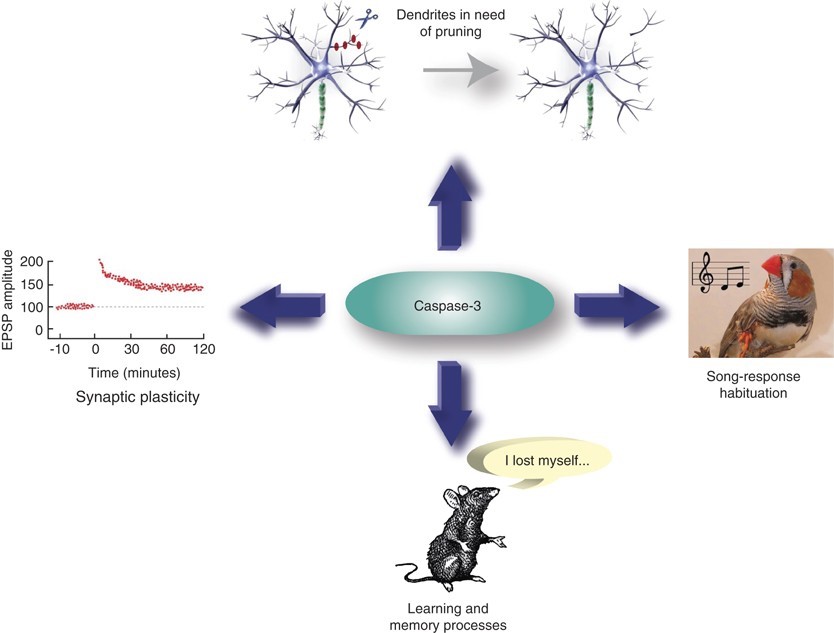 Nonapoptotic caspase-3 functions in neuronal cells 