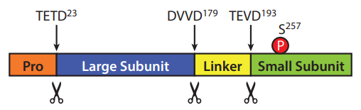 Schematic diagram of caspase-6