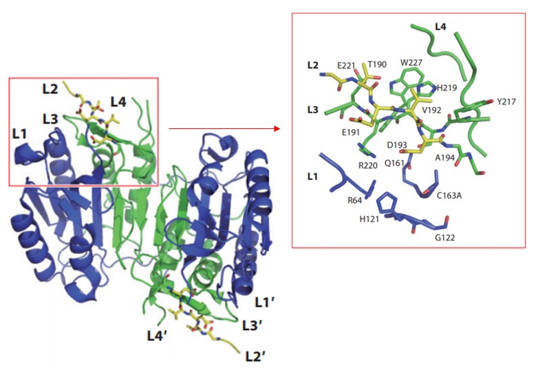 Structure of caspase-6 zymogen