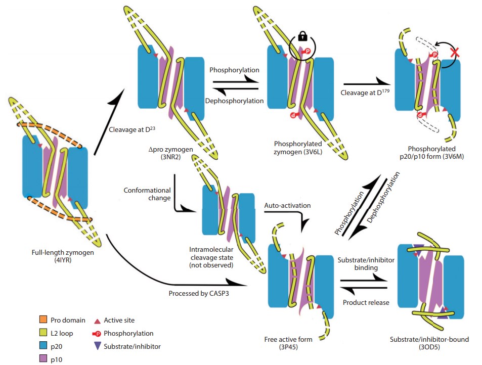 The activation and regulation map of caspase-6