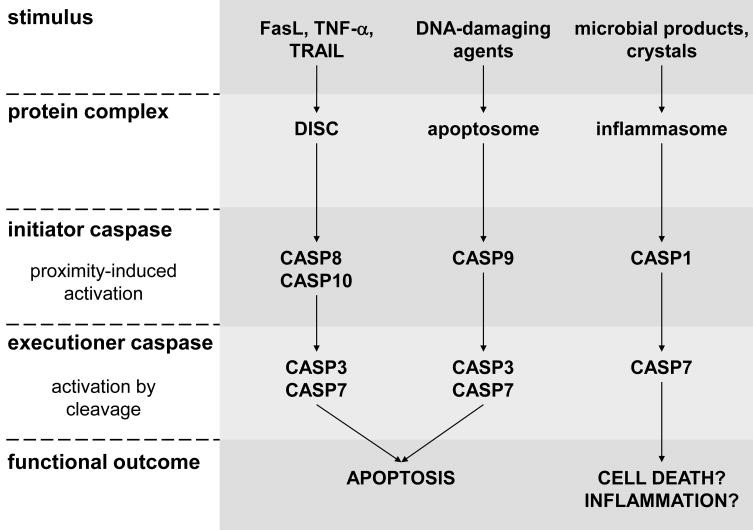 Overview of caspase activation mechanisms