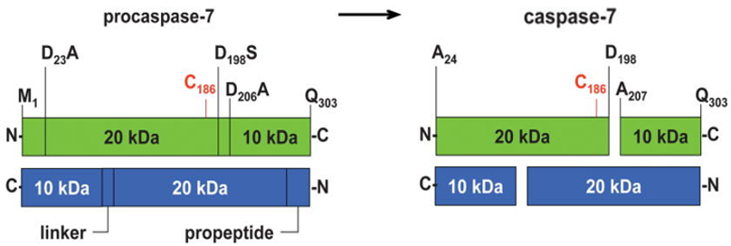 Schematic representation of the procaspase-7 and active caspase-7 homodimer