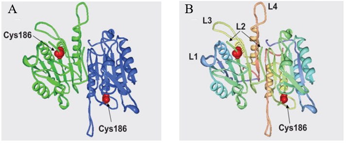 Three-dimensional structure of procaspase-7